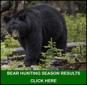 Bear Hunting Season Results
