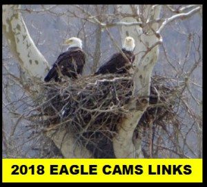 2018 EAGLE CAM LINKS